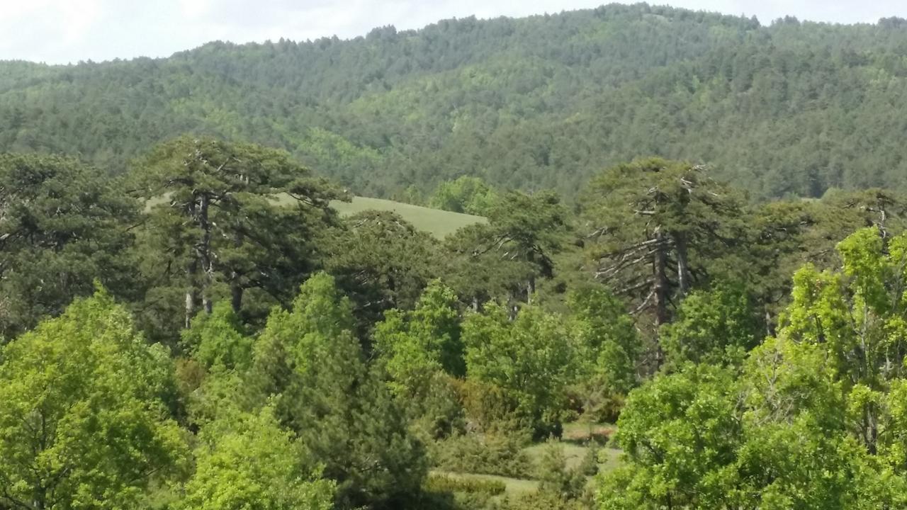 Panorama Kakopleyri Kalabakas Hotel Kakoplevri Kültér fotó